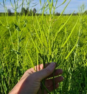 Lähikuva rypsikasvista pellolla